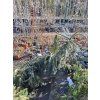 Picea omorika Pendula prodejna