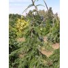 Picea%20omorika%20Pendula%20Brunz%2001