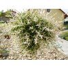 Salix integra Hakuro Nishiki 03