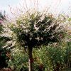 Salix integra HakuroNishiki