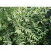 Salix integra Pendula 03
