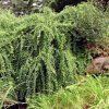 Salix integra Pendula
