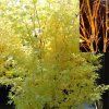 Acer%20palmatum%20Bi%20hoo%2001