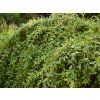 Salix%20integra%20Pendula%20021