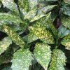 Aucuba%20CrotonifoliaGold01s