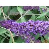 Buddleia%20davidii%20Orpheus%2001
