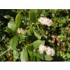 clethra%20pink%20spire%201
