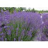 Lavandula angustifolia Beate 03
