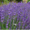 lavandula beate1m1