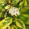 Cornus%20alba%20Gouchaultii01s