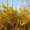 Forsythia intermedia Weekend 01