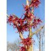Hamamelis%20Danny%2001
