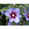 Hibiscus%20syriacus%20Marina%2001