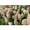 Hydrangea%20paniculata%20Magical%20Candle%2002