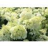 Hydrangea%20paniculata%20Bobo%2002