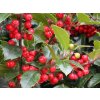 Ilex%20meserveae%20Heckenfee%2001