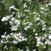 Spiraea%20niponica%20Snowmound%2001