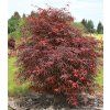 Acer%20palmatum%20Hubbs%20Red%20Willow%2002
