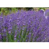Lavandula angustifolia Beate 02