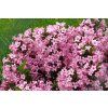 Weigela%20Piccolo%2001