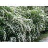 Spiraea%20vanhouttei%2001