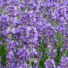 lavandula muns.1m1