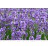 Lavandula%20angustifolia%20Munstead%2011