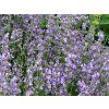 Lavandula%20angustifolia%20Dwarf%20Blue%2001