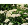 Spiraea%20betulifolia%2002