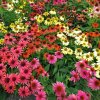 Echinacea purpurea Cheyenne Spirit 03m1