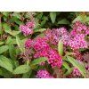 Spiraea%20bumalda%20AW