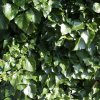 Hedera%20helix%20Hibernica