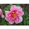 Paeonia%20sufruticosa%20Rou%20Fu%20Rong%2001
