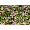 Spiraea japonica Little Princes  tavolník japonský