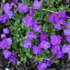 Aubrieta Kitte Blue