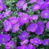 Aubrieta%20Kitte%20Blue01