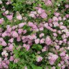 Spiraea%20japonica%20LP