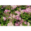 Spiraea japonica Little Princes  tavolník japonský