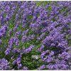 lavandula essence purple 1m1