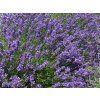 Lavandula%20angustifolia%20Essence%20Purple%2003