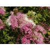 Spiraea%20japonica%20Shirobama