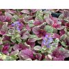 ajuga%20burgundy%20Glow%20 %20kopie