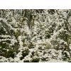 Spiraea cinerea Grefsheim 02