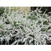 Spiraea x cinerea Grefsheim  tavolník ojíněný