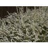 Spiraea%20cinerea%20Grefsheim%2001