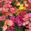 lewisia%20elise%20 %20kopie