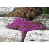 Thymus%20serphyllum%20Red%20Carpet%2003