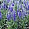 Veronica%20spicata%20Ulster%20Blue%20Dwarf%20 %20kopie