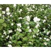 Symphoricarpos%20albus%2001