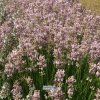 lavandula Rosea1m1